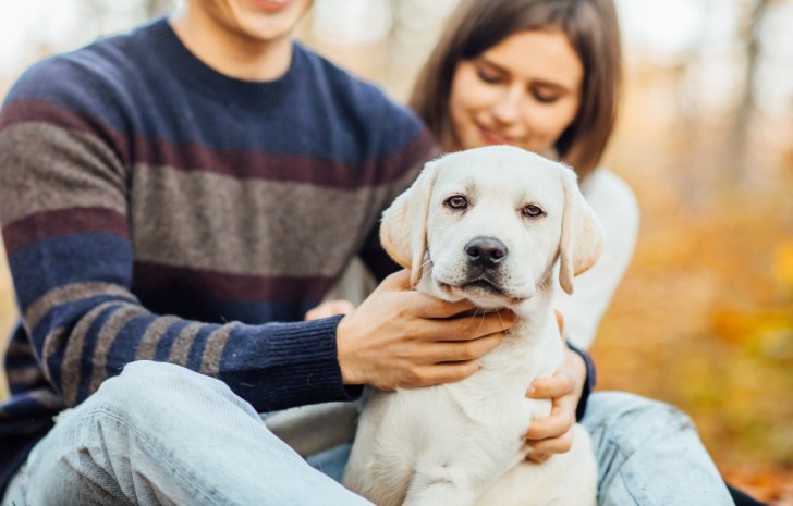 Como preparar seu pet para banho e tosa