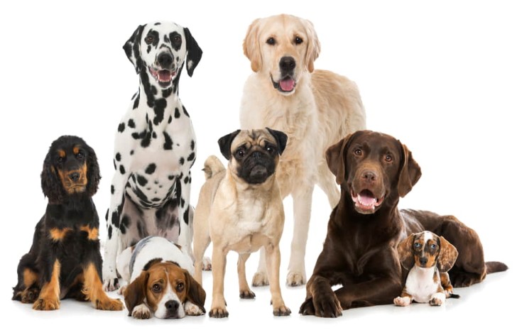 Ração Premium para Cães 10kg